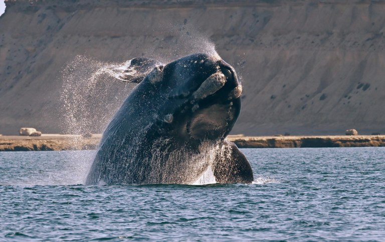 La ballena Franca Austral llega a las costas de Chubut.